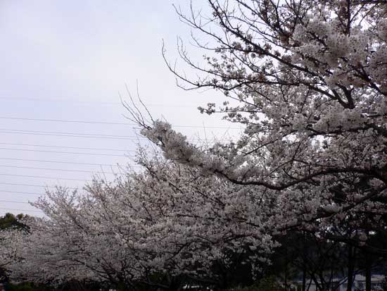天川東公園の桜
