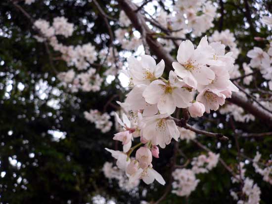 天川東公園の桜