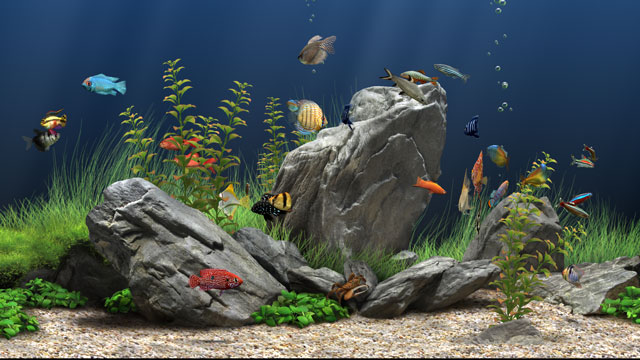 パソコンの画面を水槽に 泳ぐ熱帯魚など選べる Dream Aquarium