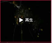 播州秋祭り 曽根天満宮秋祭り2007 動画18